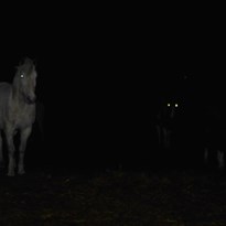 9 - noční koně