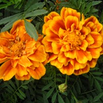12 - Oranžové kytky lemovali cestu