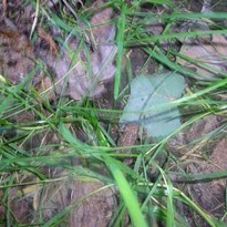žabička v trávě