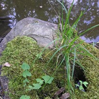 vegetace na pařezu u vody