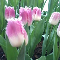 43 - Střapaté tulipány jsem viděla poprvé v životě :-)