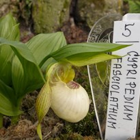11 - Střevíčník (orchidea)