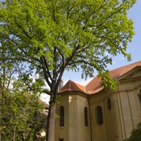 mohutný dub v klášterní zahradě