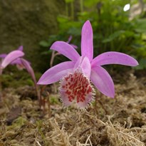 Pleione (orchidea)