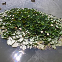 rybník v Třebotově