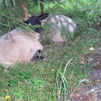 maskované ovce pod smrkem, ale já je viděl :-)