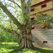 19 - Zámek Liběchov a strom tam