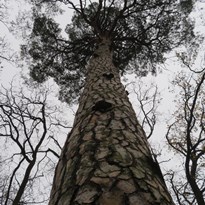 Krásná Pepina - nejstarší borovice v Kersku
