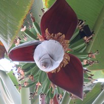 Květ banánovníku s plody