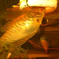 Přeživší Zlatá rybka doma u svého krmítka