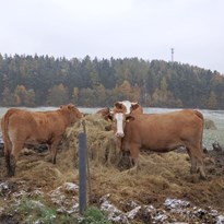 12 - Krávy