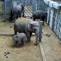 3 - Na pískovišti u slonů